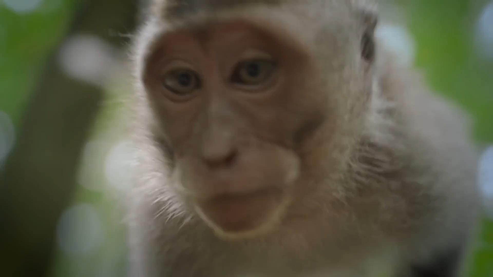 bali video thumbnail